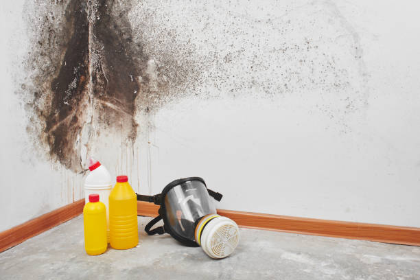 Best Mold Remediation for Healthcare Facilities  in Bourg, LA